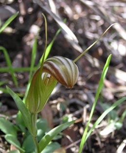 picture of Diplodium truncatum