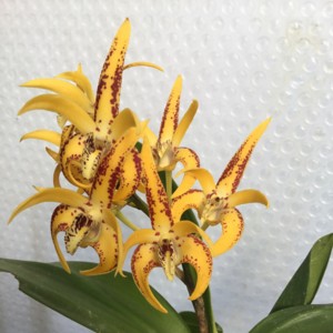 picture of Dendrobium Avrils Gold 'Copperpot'