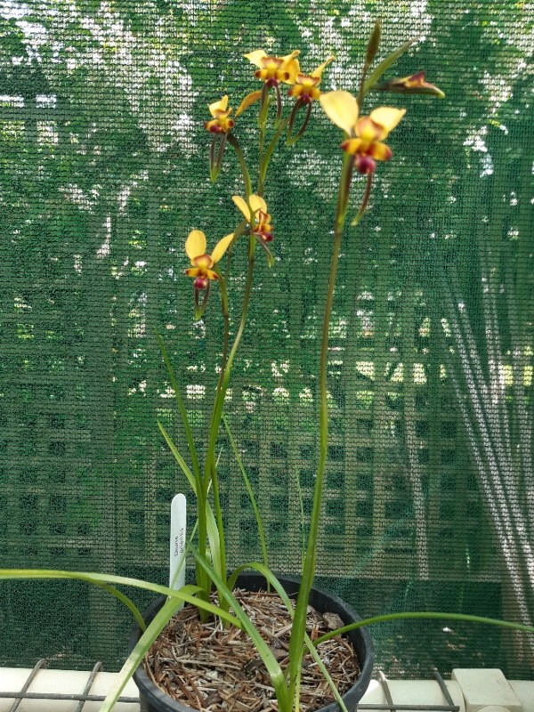 picture of orchid
