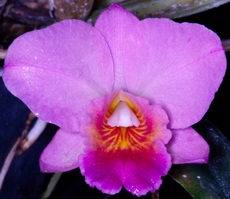 picture of orchid